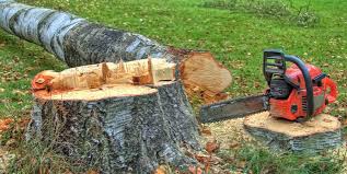 Best Tree Preservation Services  in East Cleveland, OH