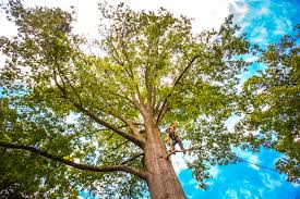 Best Root Management and Removal  in East Cleveland, OH