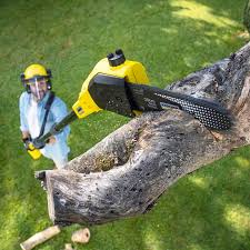 Best Stump Grinding and Removal  in East Cleveland, OH