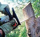 How Our Tree Care Process Works  in  East Cleveland, OH