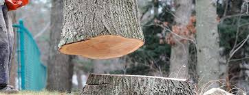 Best Tree and Shrub Care  in East Cleveland, OH