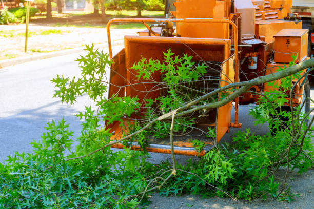 Best Tree Health Inspection  in East Cleveland, OH