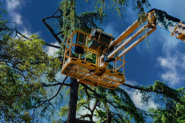 Best Utility Line Clearance  in East Cleveland, OH