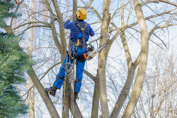 Best Fruit Tree Pruning  in East Cleveland, OH