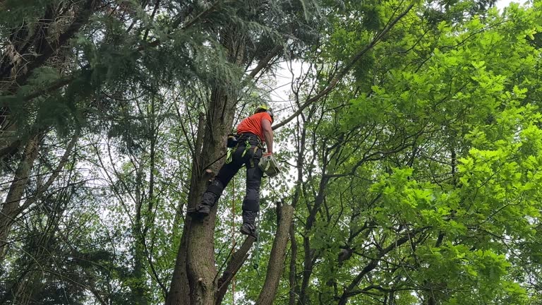 Best Commercial Tree Services  in East Cleveland, OH
