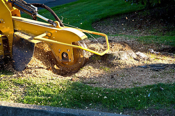Best Tree Disease Treatment  in East Cleveland, OH