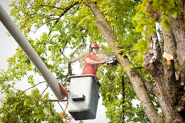 Best Leaf Removal  in East Cleveland, OH