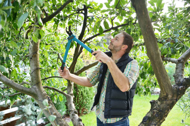 Best Hazardous Tree Removal  in East Cleveland, OH